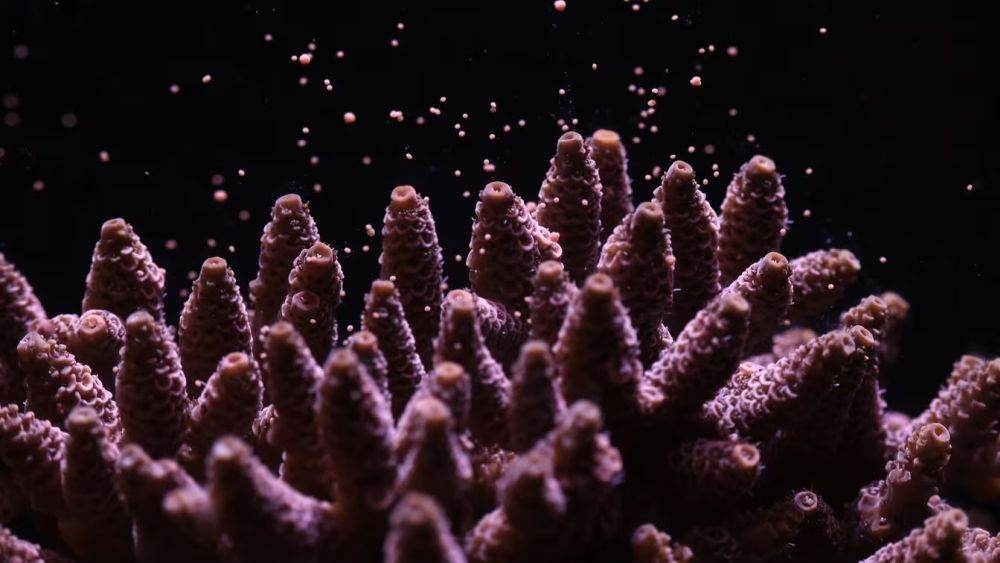 Canon va lansa un proiect de conservare a recifelor de corali alături de Coral Spawning Lab şi Nature Seychelles